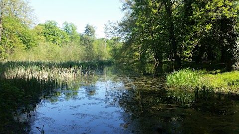 idyllic pond and bullrushes in Hinchingbrooke country park